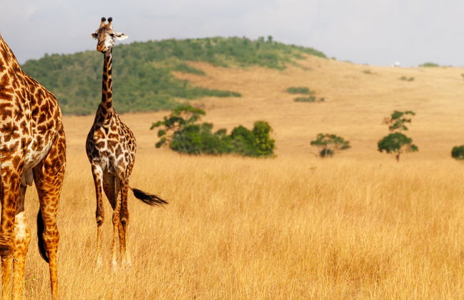 South Kenya Private Tour Package: 6 Days - Photo 9
