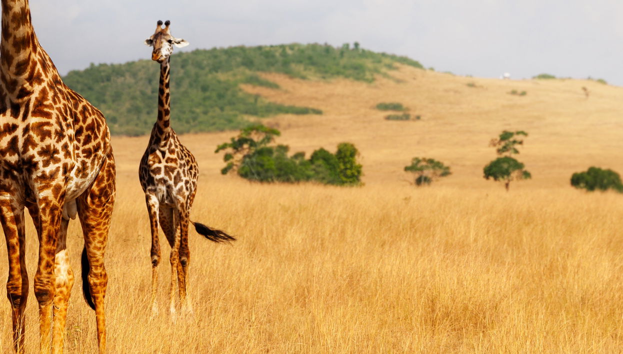 Safari privado de 6 días por Masái Mara, Amboseli y el lago Naivasha