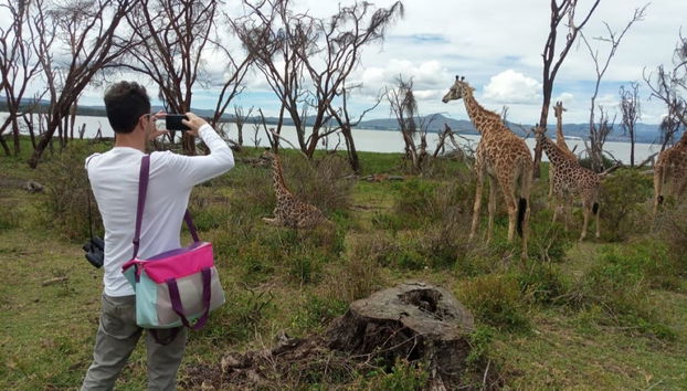 Jirafas con el lago Naivasha de fondo