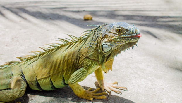 McBean Lagoon Hiking Tour - Foto 3