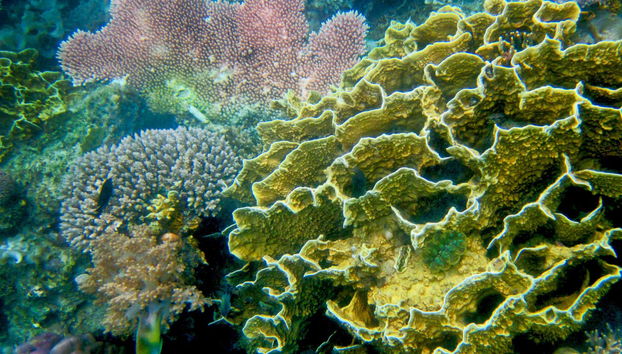 Coron Island Hopping Tour: Kayangan, Twin Lagoons & Siete Pecados - Foto 5