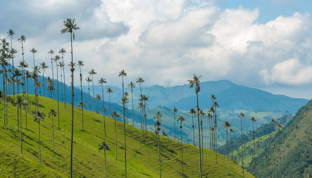 Filandia, Salento & Cocora Valley Excursion - Foto 3