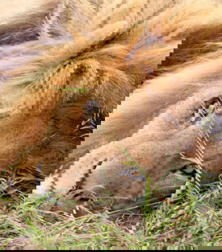 Foto de Safari privado por el Real Parque Nacional de Hlane