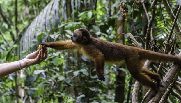 Tambopata National Reserve & Rainforest 4 Day Tour - Foto 2