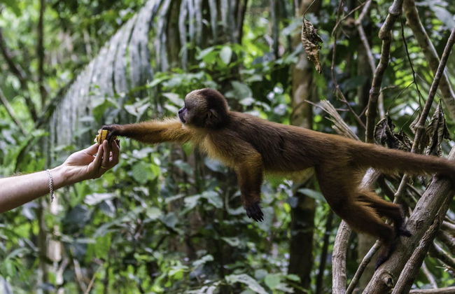Tambopata National Reserve & Rainforest 4 Day Tour - Foto 2