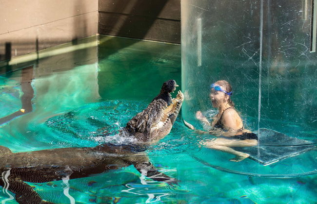 Entrada a la Crocosaurus Cove - Foto 2