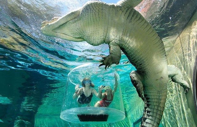 Entrada a la Crocosaurus Cove - Foto 5