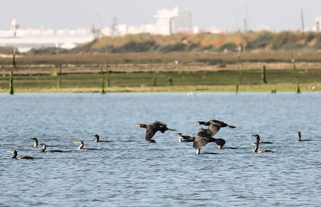 Alquiler de barco con patrón en Olhao - Foto 6