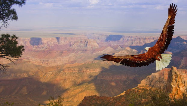 Escursione al Grand Canyon + Parco Nazionale di Joshua Tree - Foto 5