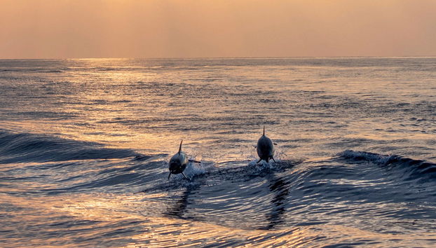 Avistamiento de delfines en Addu - Foto 2