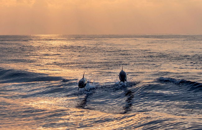 Avistamiento de delfines en Addu - Foto 2