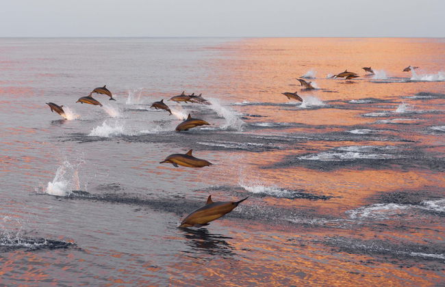 Avistamiento de delfines en Addu - Foto 6