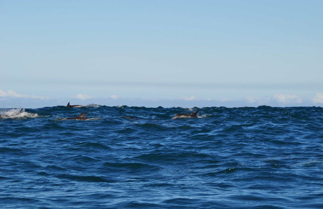 Avistamiento de delfines en Addu - Foto 3