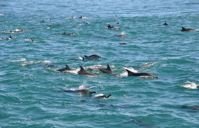 Avistamiento de delfines en Addu - Foto 1