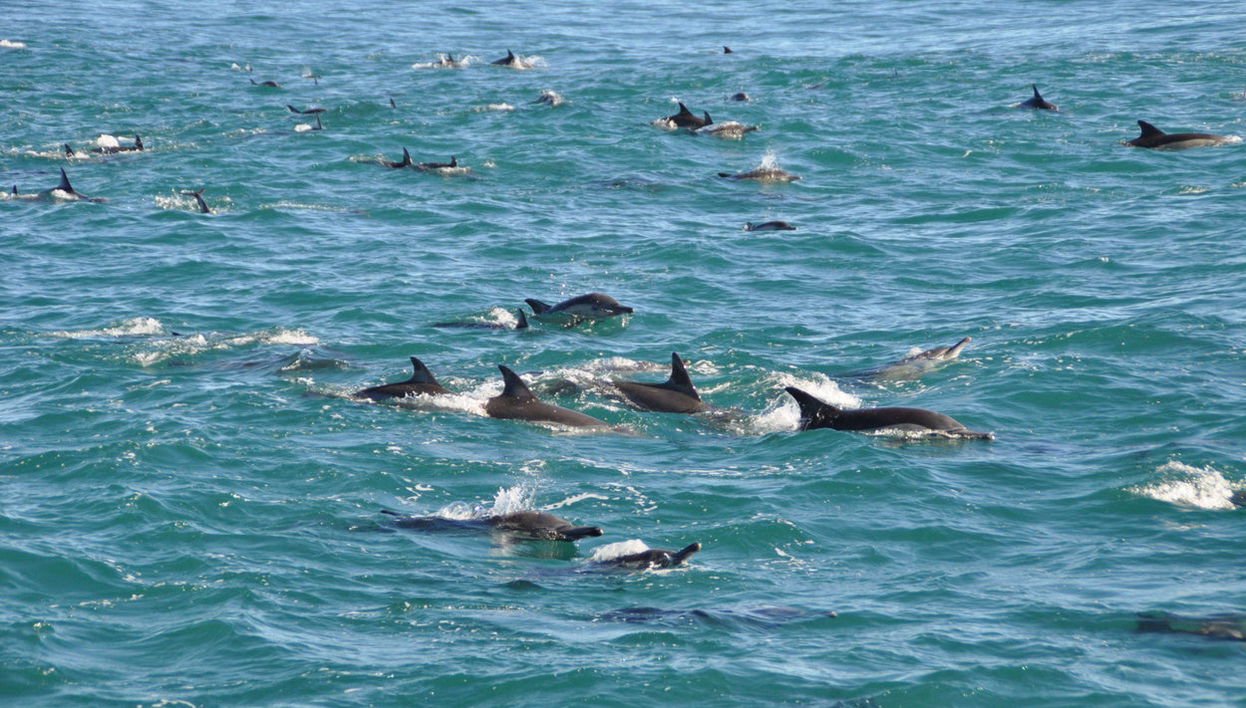Avistamiento de delfines en Addu - Foto 1