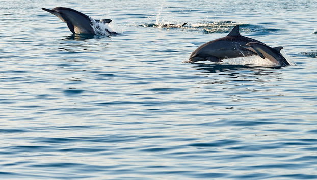 Avistamiento de delfines en Addu - Foto 4