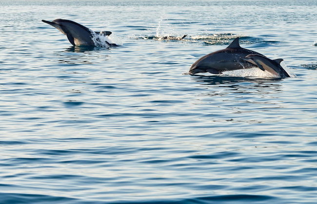 Avistamiento de delfines en Addu - Foto 4