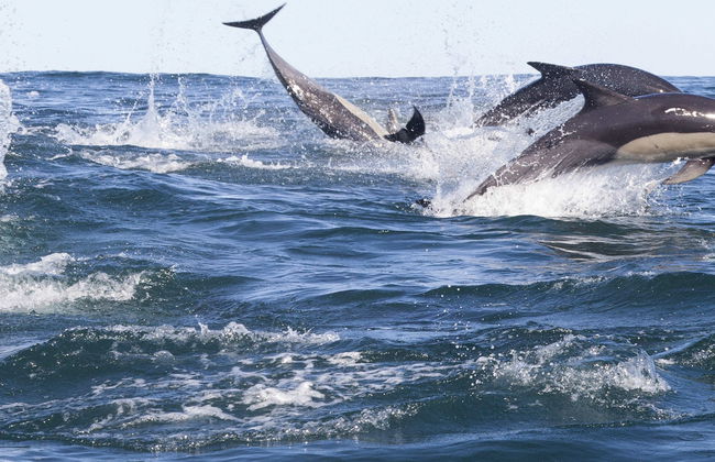 Avistamiento de delfines en Addu - Foto 2