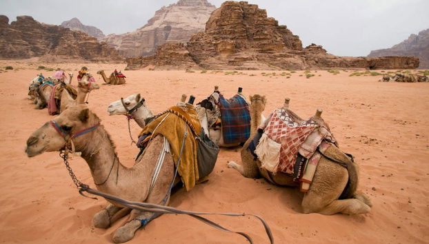 Visite privée dans Aqaba + Jeep dans Wadi Rum - Photo 2