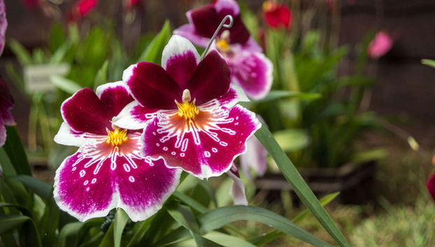 Excursion au Biocentre Güembé - Photo 5