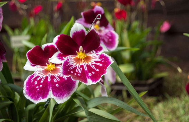 Escursione al Biocentro Güembé - Foto 5
