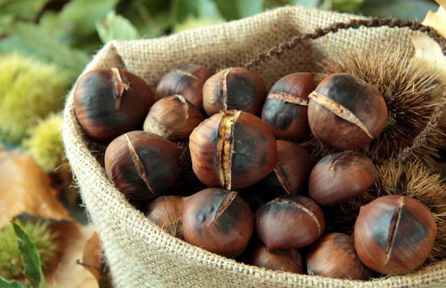 Visita a Marron Oficina da Castanha - Foto 2