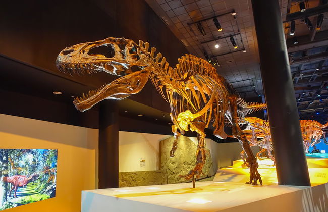 Houston Museum Pass - Photo 1