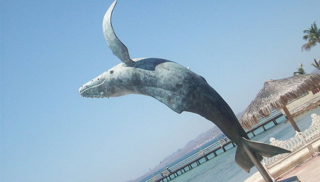 Escursione a La Paz, Tropico del Cancro e Todos Santos - Foto 3