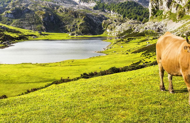 Escursione a Covadonga per piccoli gruppi - Foto 2