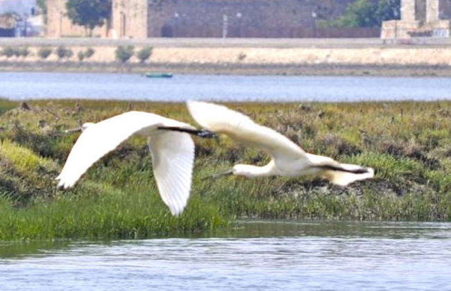 Paseo en barca ecológica por la Ría Formosa - Foto 15