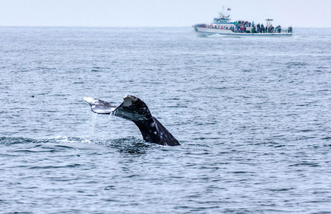 Whale and Dolphin Cruise - Foto 1