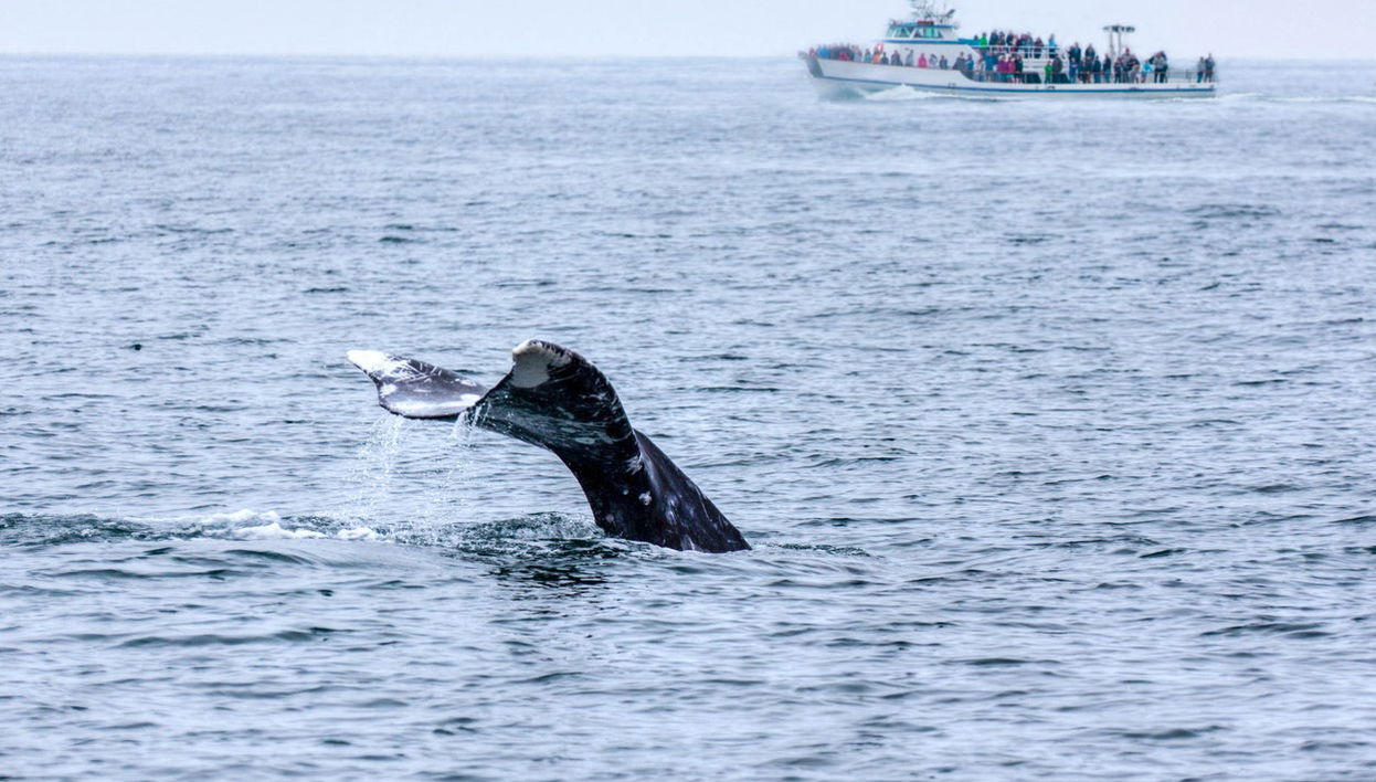 Whale and Dolphin Cruise - Foto 1