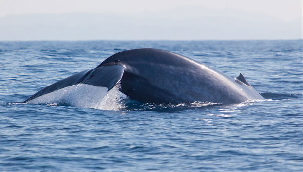 Whale and Dolphin Cruise - Foto 3