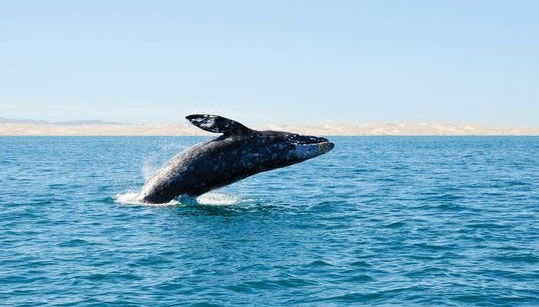 Whale and Dolphin Cruise - Foto 2