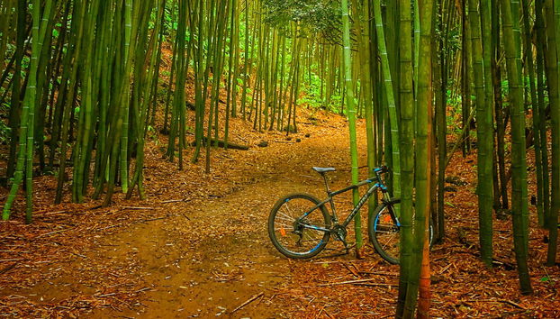 Balade à vélo dans Lagoa das Furnas - Photo 3