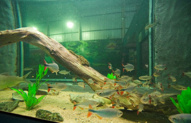 Visita guidata all'acquario di Bonito - Foto 2