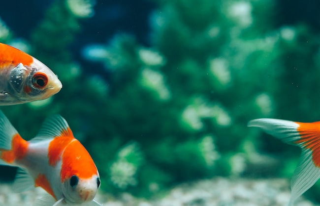 Visita guidata all'acquario di Bonito - Foto 7