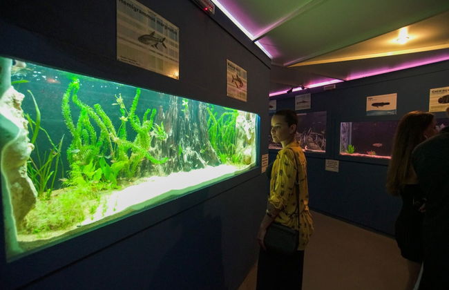 Visita guidata all'acquario di Bonito - Foto 3