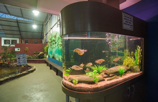 Visita guidata all'acquario di Bonito - Foto 5