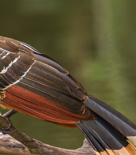 Foto de Avistamiento de aves en el río Mahaica