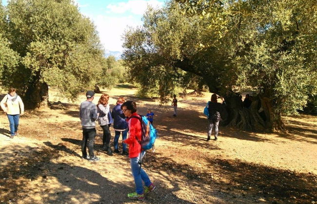Visita a los olivos milenarios del Arión + Cata de aceite - Photo 2