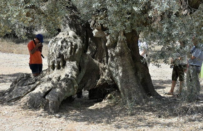 Visita a los olivos milenarios del Arión + Cata de aceite - Photo 3