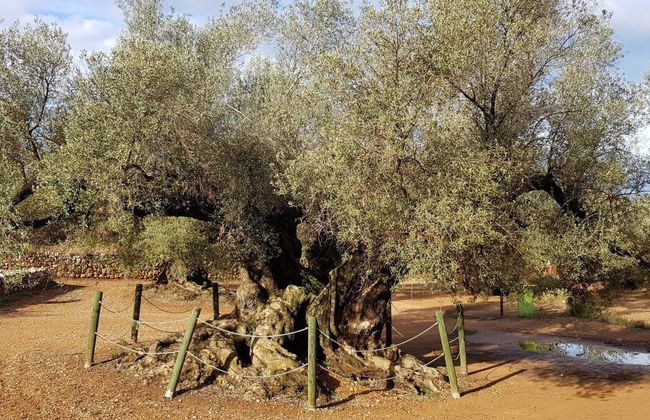 Visita a los olivos milenarios del Arión + Cata de aceite - Photo 4