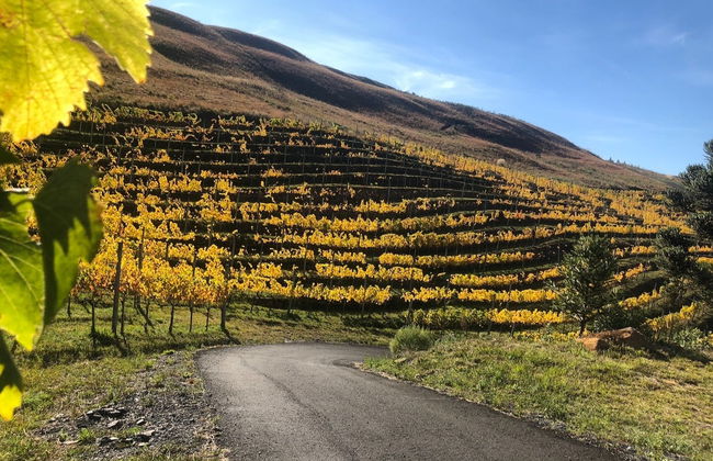 Tour en bicicleta por los viñedos de Villaggio Bassetti - Foto 6