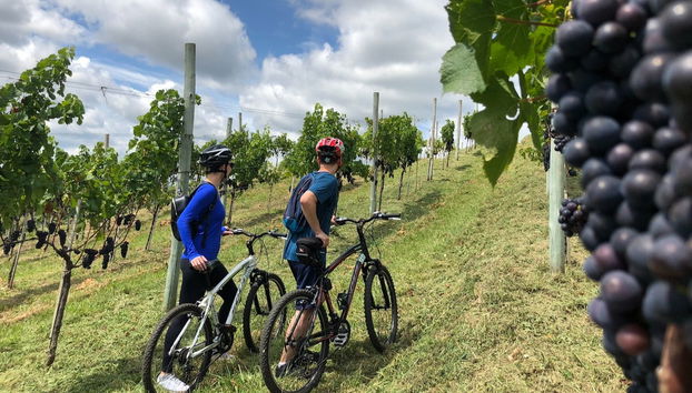 Villaggio Bassetti Vineyards Bike Tour - Photo 4