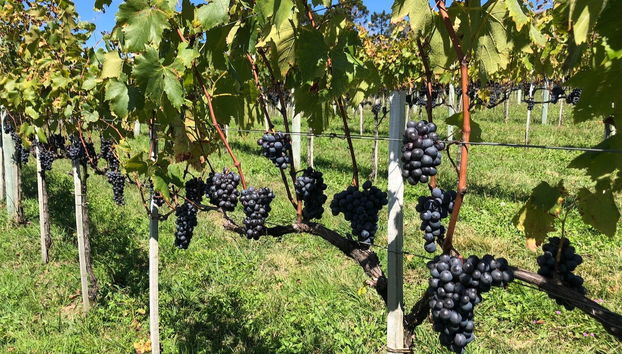 Villaggio Bassetti Vineyards Bike Tour - Photo 5
