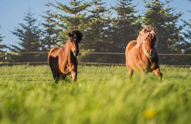 Paseo a caballo por las montañas de Hella - Foto 6