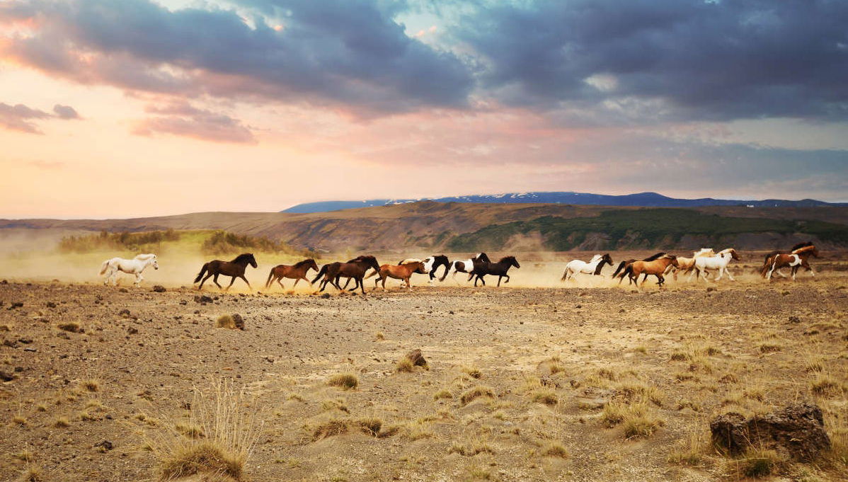 Horse Riding in Mountains of Hella - Foto 1