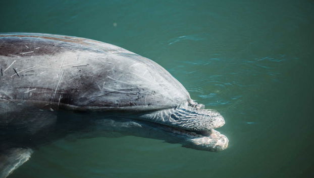 Los Mochis Tour & Topolobampo Bay Boat Ride - Foto 3