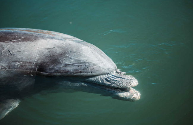 Los Mochis Tour & Topolobampo Bay Boat Ride - Photo 3